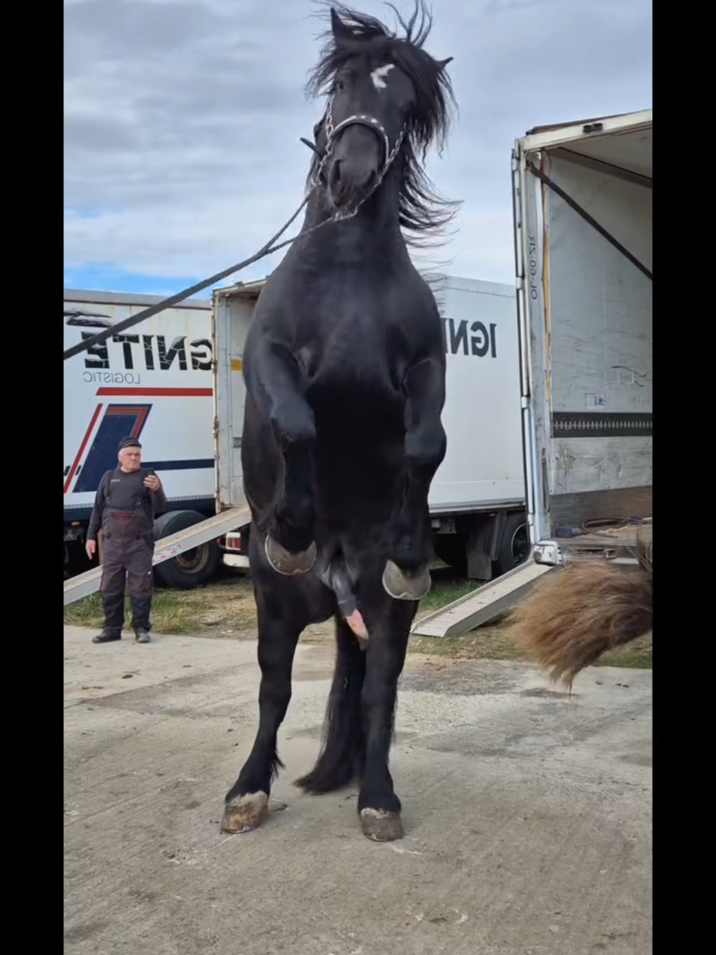 Dakar și Sultan 🐴❤️ #horse #horses #horsesofinstagram #equestrian #horseriding #pony #equine #pferd #equestrianlife #dressage #horselove #reels #Love #horselover #showjumping #cheval #photography #horselife #nature #foryou #fyp #america #pets #caballos #riding #horsebackriding #cavalo #horsephotography #pferdeliebe #instagram 