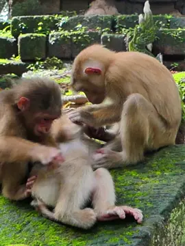 Balina can Make Toy's Tinky Stand Up ! #abandoned #babymonkey🐒❤️ #Monkey #babymonkey #Animals #poormonkey #Balina