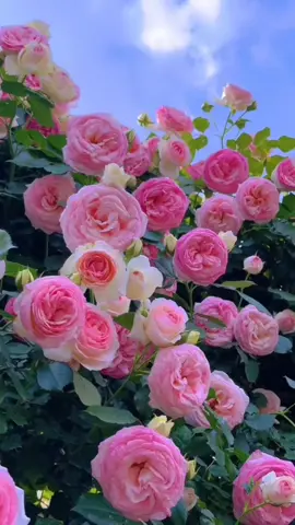 🤍P.M.K🤍 #fypツ #ပန်းလေးတွေဆိုချစ်တယ် #ရောက်စမ်းကွာfypပေါ်💯 #ရောက်ချင်တဲ့နေရာရောက် #foryou 