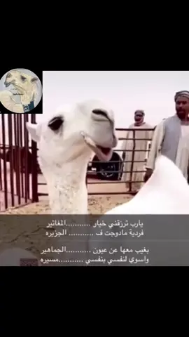 ماشاءالله تبارك الله#البل #البواتل #الصياهد #حسكات_الوبر #اكسبلوررر 