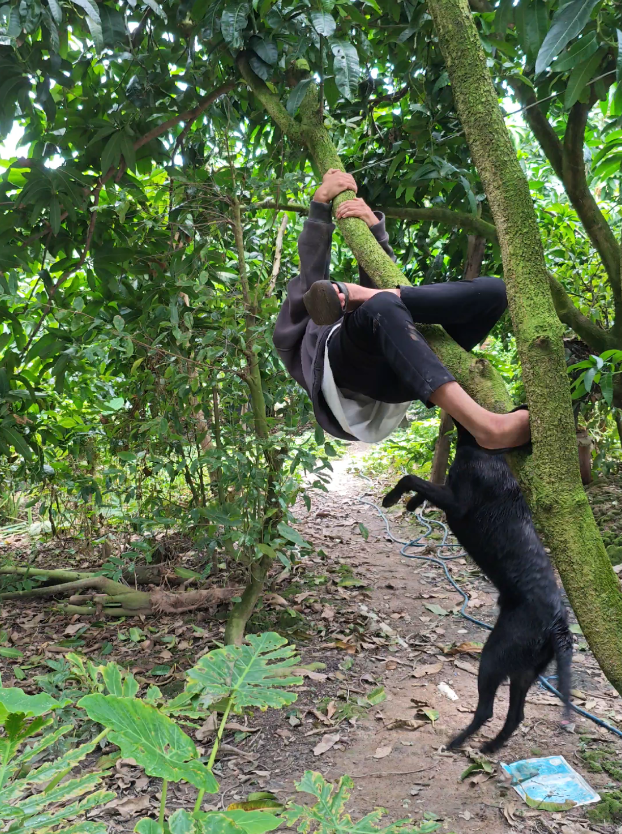 1 lần chưa tởn lại có lần 2 chọc ch ó đã ăn  vào trong máu 😂 #xuhuong #fpy 