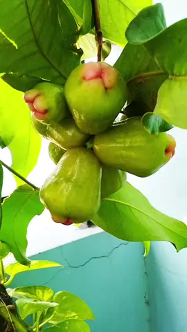 Cây nhân sâm này 3 ngàn  năm mới nở hoa . 🍀3ngàn  năm mới kết quả.  Lại 3 ngàn năm nữa mới chín 🤣🤣🤣🤣###binhyen ##thuynguyen ##xuhuong ##❤️♥️♥️♥️♥️♥️♥️ 