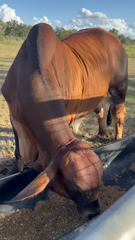 RED BRAHMAN BULLS  Mature brahman bulls for rehoming. #forsale #bulls#brahman#brahmanbull #meat#farmlife#trending #kenyasinqatar🇶🇦🇶🇦🇰🇪🇰🇪fyyp #kenyansaindoha #kenyansinqatar🇶🇦🇶🇦🇰🇪🇰🇪 #livestock #business #kenyansingulf🇰🇪🇶🇦🇱🇧🇮🇹🇸🇦🇧🇭 #kenyansinqatar #kenyansinsaudia🇸🇦🇸🇦🇰🇪🇰🇪 #kenyansingulf #kenyansinusa #kenyans #kenyansindubai 