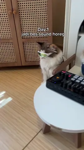 adu son horek#oyenbarbar #oyen #kucing #kucinglucu #kucingcore 
