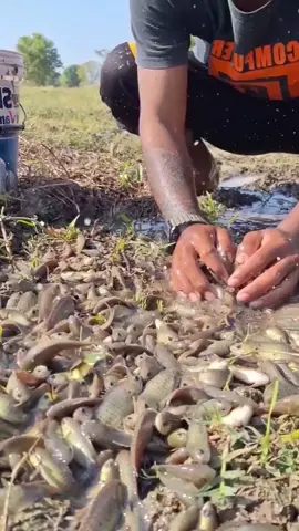 #ត្រីច្រើនណាស់🐠🐟🐠🐟😊 