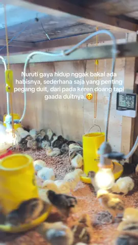 😳😳😳#ayamkub #peternakmuda #ayamkampungasli #ayambroiler #xyzbca 