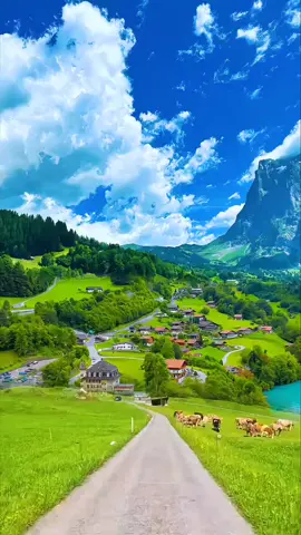 #تبن للبشريه #عبدالله كلاسيك #سويسرا 🇨🇭