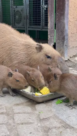 #capybara #peace #cute #loveyou #asmr 