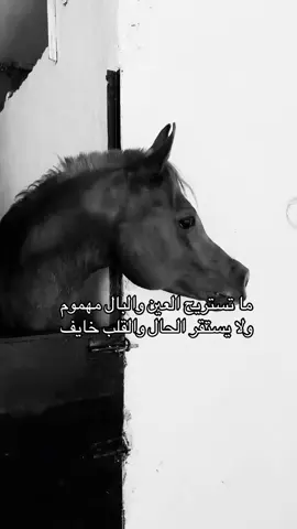 #خيل_وخياله🐎 #viral #fyp #اقتباسات #اكسبلورexplore 
