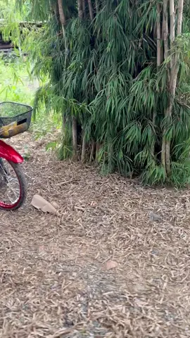 #เวฟดิวะ💯 #ฟีดดดシ #บอดี้เวฟ❤️🚀 #เวฟ110iสีแดงแต่งสวย #เชงตรอ🚀❤️ 