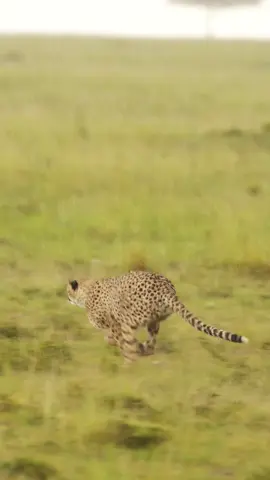 Fastest predator vs elusive prey 🐆🔥” Nature’s most thrilling chase — the cheetah hunts at full speed while the antelope runs for life. Who will win? 🏃‍♂️💨🐆 #WildlifeDrama #CheetahChase #PredatorVsPrey #NatureIsWild #EpicWildlife 