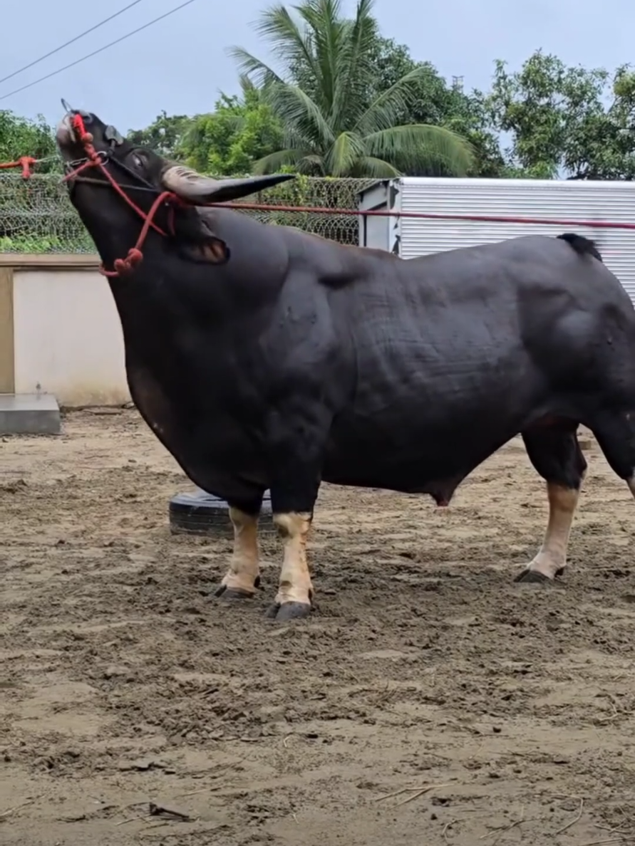 🔥 MONSTER 🔥 Indian Bison / Gaur / Goyal #tiktok #trending #viral #cow #foryou 