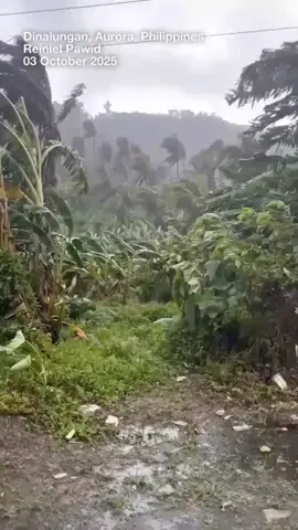 BAGSIK NI 'PAOLO' SA DINALUNGAN, AURORA Nagsibagsakan ang mga puno sa bahagi ng Bgy. Ditawani sa Dinalungan, #Aurora matapos bayuhin ng malalakas na hangin ng Bagyong #PaoloPH na nag-landfall sa Dinapigue, #Isabela dakong alas-9 ng umaga ngayong Biyernes, Oktubre 3. HorizonTrack 3 October 2025
