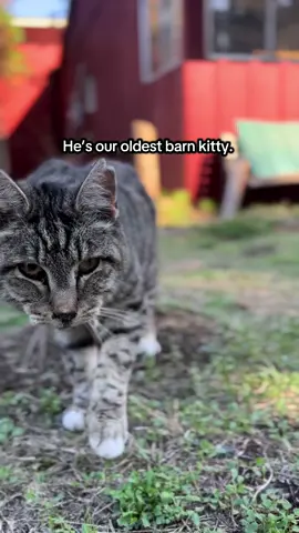 True love #catsoftiktok #barncat #cats #cattok #TrueLove 