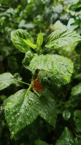 හැමෝම follow කරන්න..🤙🥰❤️ #foryou #foryoupage #fyp  #tiktok #sumithkumara822 