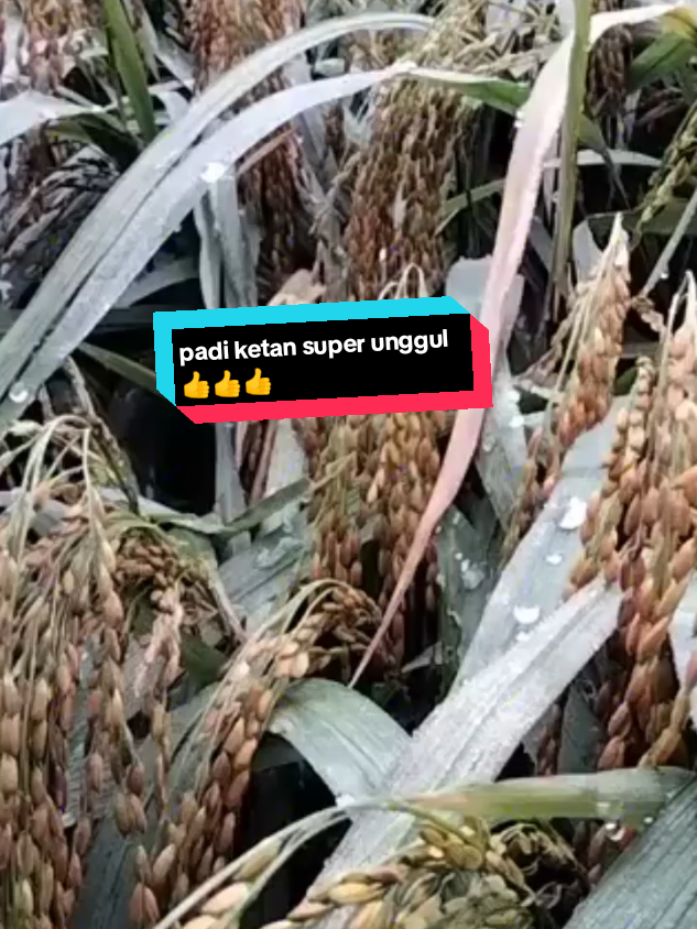 #benih #ketan #putih #petani  #petaniindonesia🇮🇩🇮🇩🇮🇩🌿🌿 