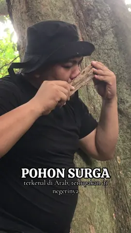 Pohon termahal di dunia itu ada di Indonesia, negeri yang bikin semenanjung Arabia menjadi wangi selama ribuan tahun #oud #gaharu #agarwood #benjamaloud #fyp 