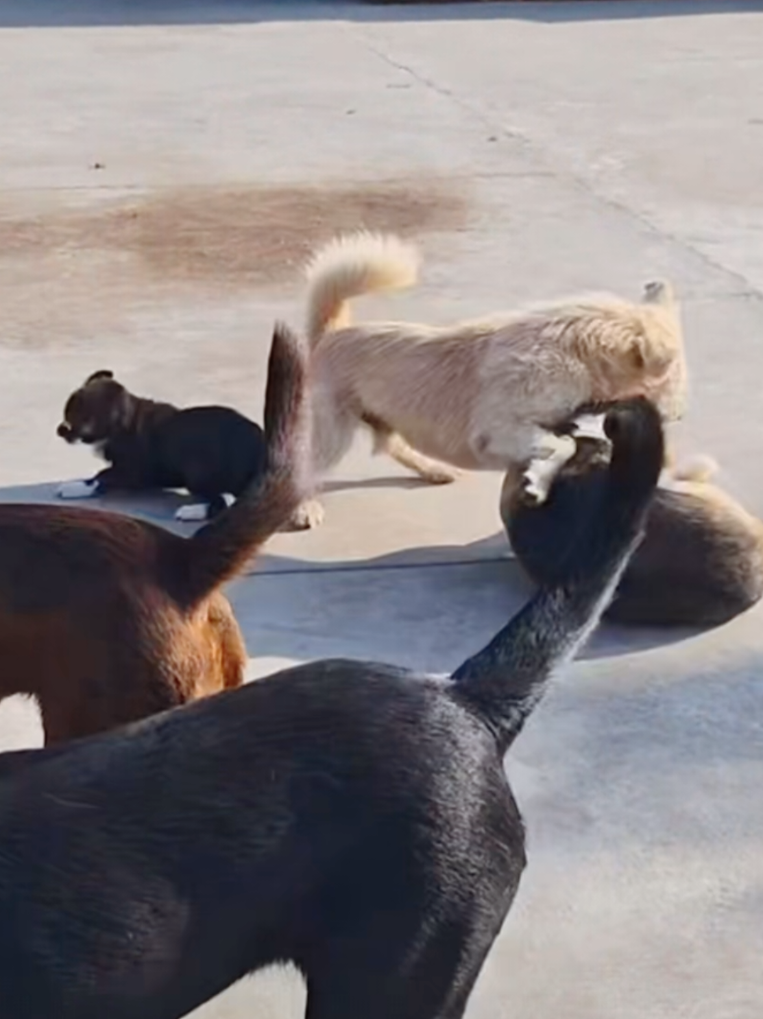 King Charles protected the puppy from being bullied.#alphadog #kingdog #King Charles