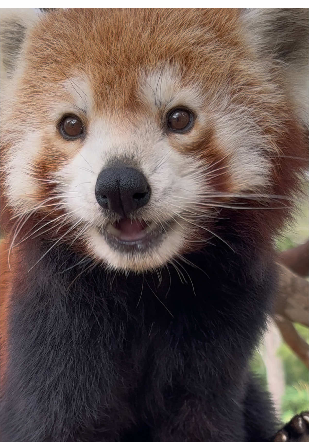 Enjoy some Red Panda munching from the drafts  #redpanda #fyp #cuteanimals 