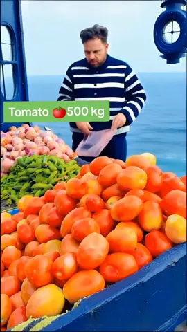 Tomato 500 kg #foryou #foryoupage #rsmkiteam #trending 