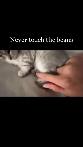 Never touch the beans #fyp #memes #funny #viral #cats #cat #kitten #kitty #cute #adorable 