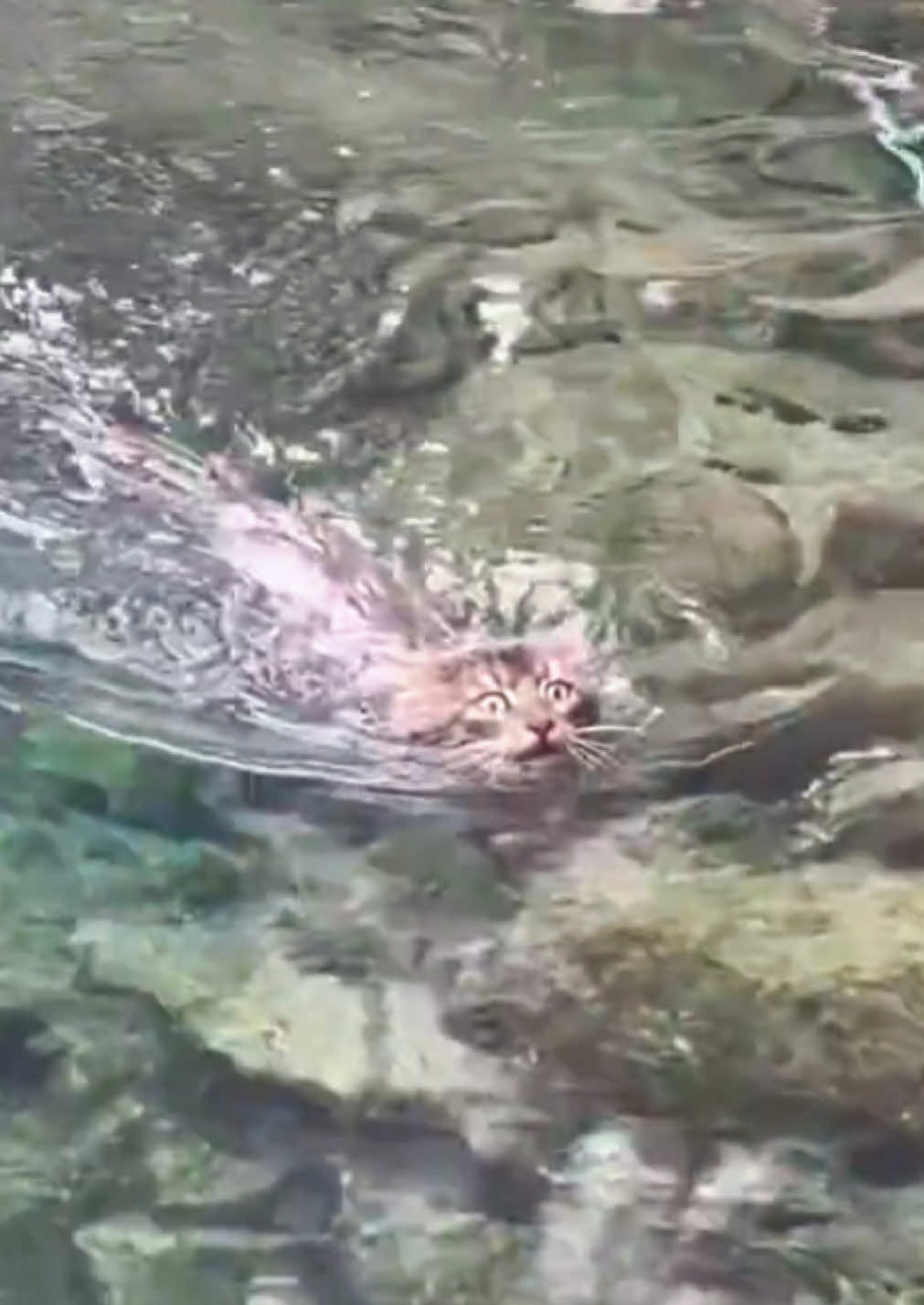 ดื้อ…ขั้นสุด…ลุ้นแทบแย่😤😑🫨🤭ขอบคุณนะที่อดทนกับน้อง #reallove❤️ cr.@豆姐Eva🙏🏻 #cuteanimals #ymilover #loveverse✨ @LOVEVERSE✨ @ymilover ✨ @Tech❤️Beauty @ควีนว่าดีนะ🫦✨ @veonena  @เรื่องของต้าว🩷  @เรื่องของต้าว🩷  @เรื่องของต้าว🩷 