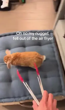 A fluffy nugget 🤭🐰😂 #bunniesthatlunch #bunnies #bunnysubscriptionbox #rabbits #bunniesoftiktok 