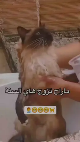 معقوله#😁😁🤦‍♂️🐈‍⬛ . . #مشاهدات #لايك #مشاهير_تيك_توك #ts12 