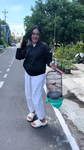 Login pleci mania😍🫶🏻 #plecimaniaindonesia #fyppp #pleci #solokoloni #pcmi #mediaburung #burungplecigacor 