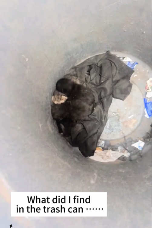 What did l find in the trash can……#rescuecat#catrescue#adoptDontshop#savethem#straykitten#catsoftiktok#cattok#fosterkittens 