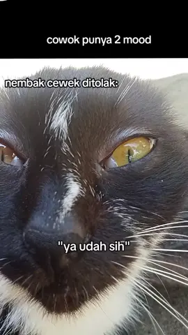 mancing emosi 🗿🗿 #memekucing #kucinglucu #mancing #galatama #fyp 