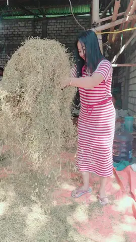 Sogok sogok ala keri keri keri😂 #CapCut #fyppppppppppppppppppppp #hiburan #tembakau #petanitembakau 