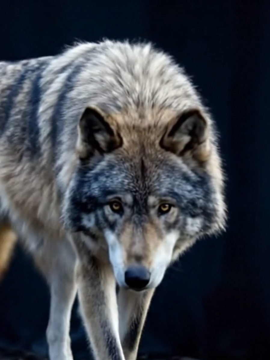 #wildwolf #graywolf #apexpredator #packlife #nature