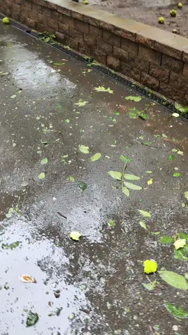 Astea oare ce-o fi, oare ce să este? Este două pește! #romania #Berceni #furtuna #fy #fyp 