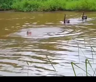 จะลงไปทำมายยย 5555 #คลิปตลก #คลิปฮา #ขำไม่หยุด #ขำจนท้องแข็ง #ฮาหนักมาก 