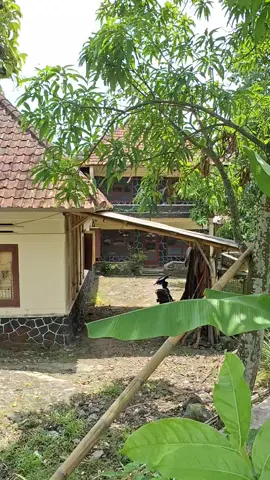 akiakitouring : Touring hari ke3 Senin 15 Sept 2025. Rumah Jadul di Sekarwangi Buahdua Sumedang. #buahdua #rumahjadul #fyp  #akiakitouring #ulinolangan 