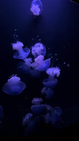 spotted jellyfish<3 #fypシ #georgiaaquarium #jellyfish 