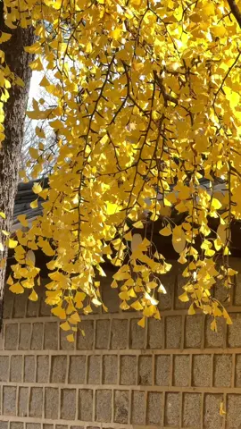 #hmongthailand #ม้งไทยแลนด์🇹🇭 #hmongfyp #ม้งเกาหลี🇰🇷 