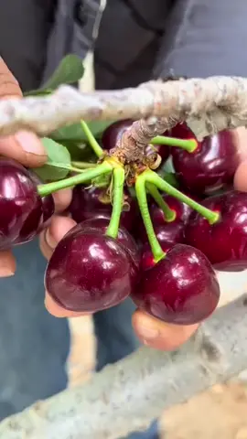 Hái cherry bên úc #xkld #nongnghiep #visa482 #xuhuongtiktok2025 