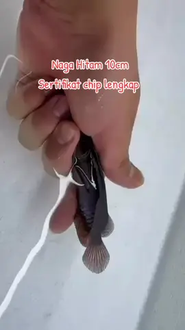 #arowana #arwanaindonesia #arwanasuperred #arowanamalaysia #arowanasingapore 