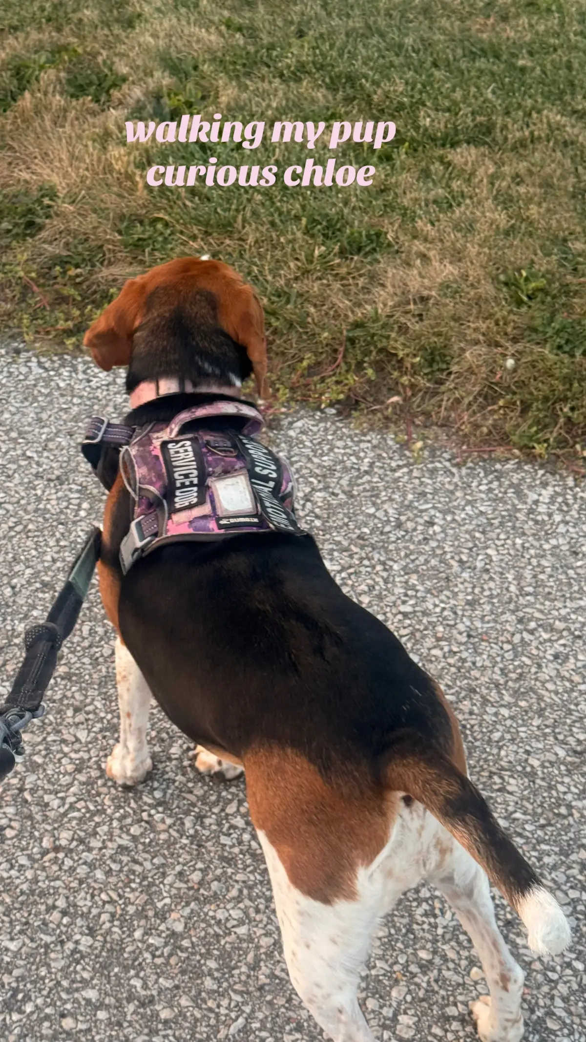 #creatorsearchinsights #walking #beaglesoftiktok #fyppppppppppppppppppppppp 
