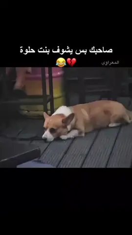 #الشعب_الصيني_ماله_حل😂😂 