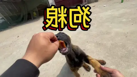 nấu thịt kho tàu cho chó #dog #fyp #xuhuong #viral 