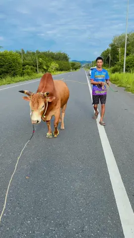 #แดงงามแปดทิศยอดพิชิตชัย #แดงหวิน #สนามชนโคผัง34สตูล🍃🐂 