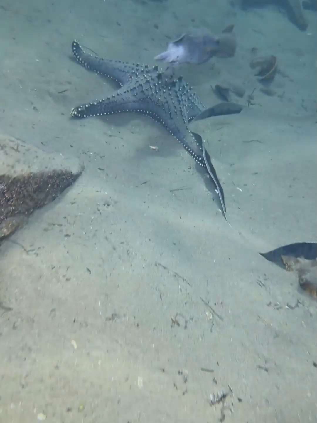 #fishing #diving #eels #crab #lobster #beach #deepsea #catchthesea #nature #sea