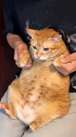 Miaww #cat #catsoftiktok #cats #fyp #kucing     ❣️: 虎皮诞糕