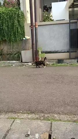 paansi wkwkw #cat #fyp 