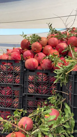 الرمان حلبجه10/3/2025#halabja #slemani 