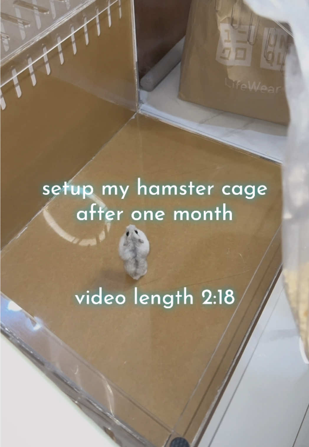 another setup cage 🐹 #hamster #hamstercage #setup #fyp #hamstergang 