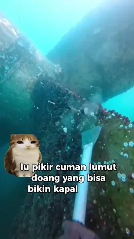 barnacle sangat menyusahkan #fyp #zyxcba #meowlinfo #facts #History 